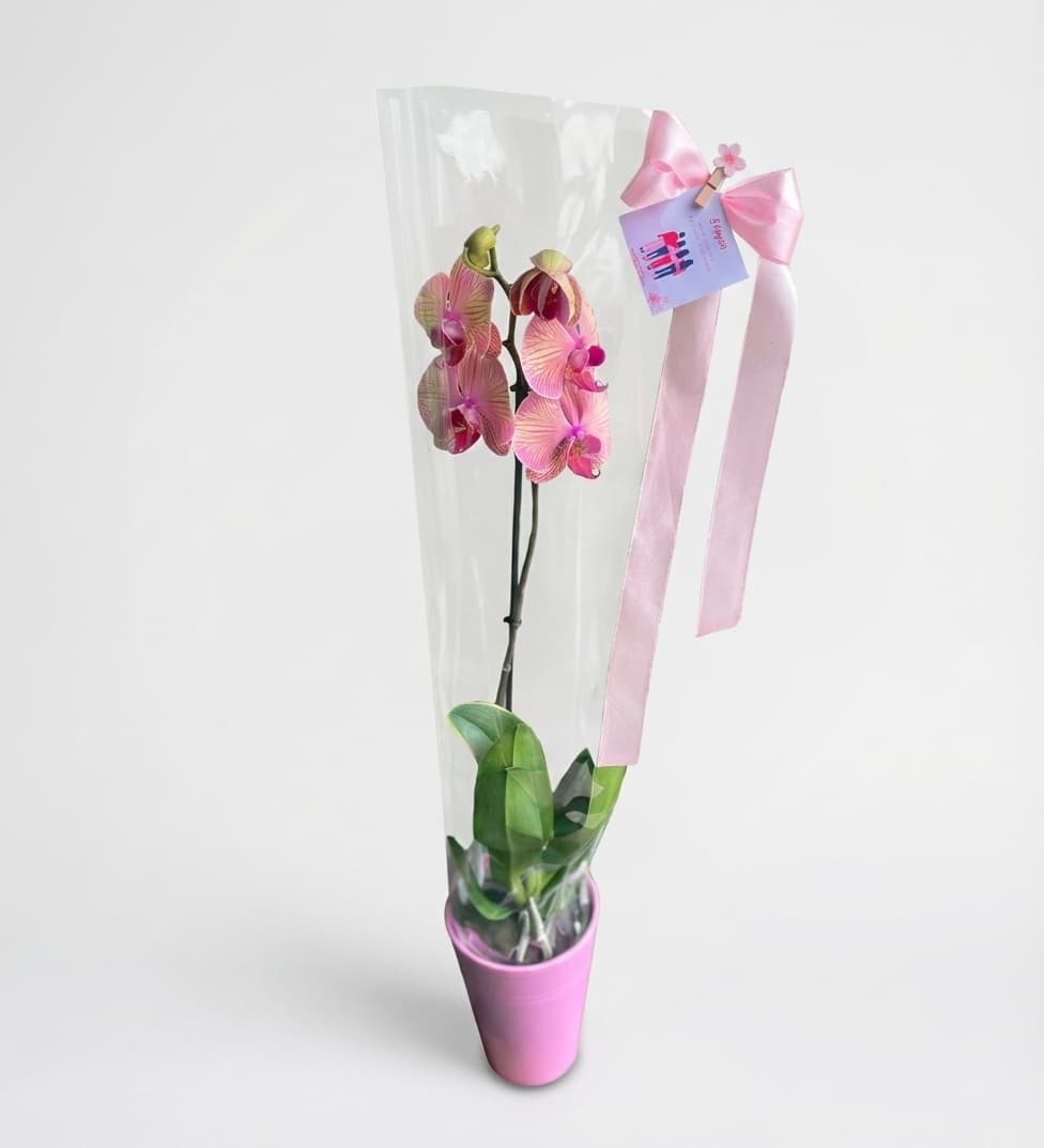 Слика на Розова Орхидеја - Елегантна Орхидеја