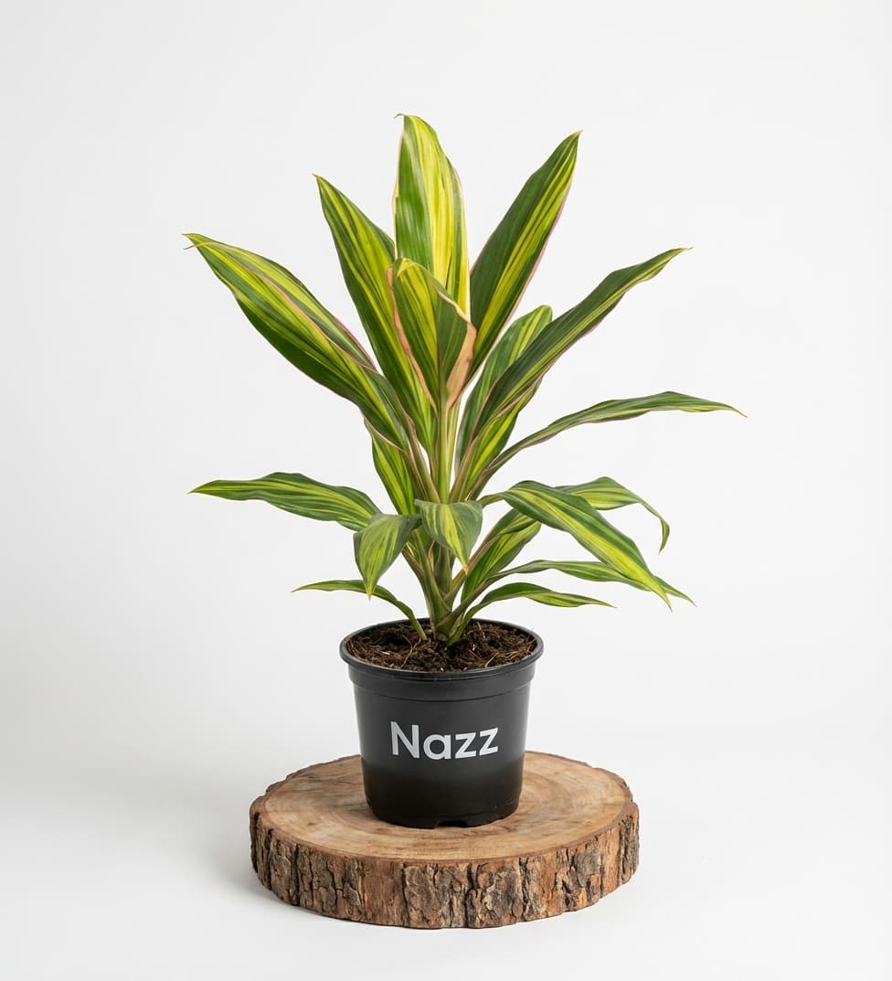 Слика на Dracaena Tricolor – Декоративно Собно Растение